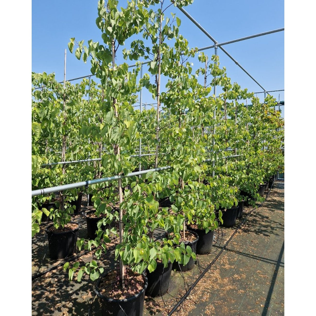Judasträd – Cercis siliquastrum 'Bodnant' - C35 200-250 CM